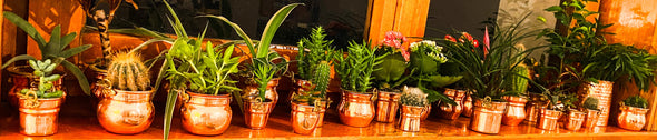 copper succulent plant pots planters Croco Studios Milano