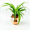 copper succulent pot with green plant
