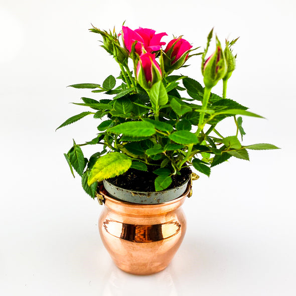 Mini Succulents Copper Plant Pot